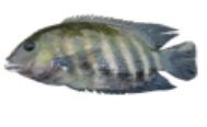 Integrated Fish Farming